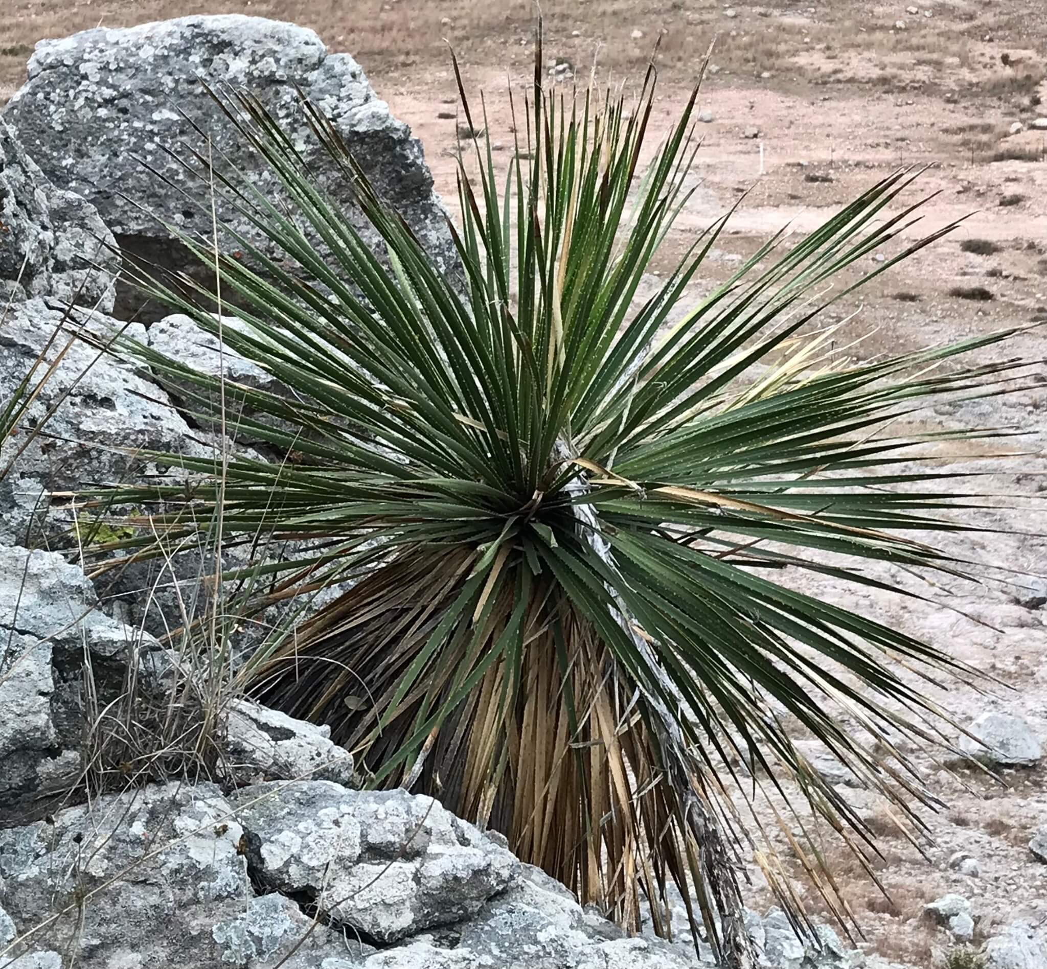 Dasylirion acrotrichum